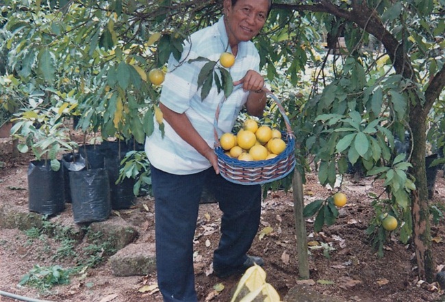 Cây lưỡng tính từng mọc dại khắp rừng, nay thành mỏ vàng bán 1 triệu/kg quả-4