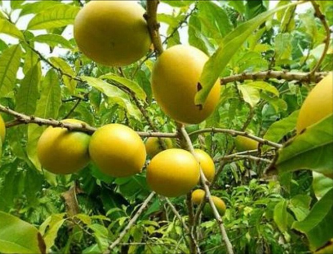 Cây lưỡng tính từng mọc dại khắp rừng, nay thành mỏ vàng bán 1 triệu/kg quả-6