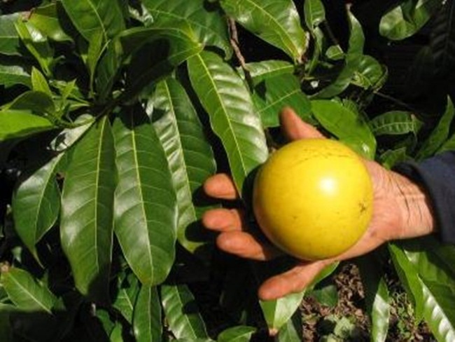 Cây lưỡng tính từng mọc dại khắp rừng, nay thành mỏ vàng bán 1 triệu/kg quả-7