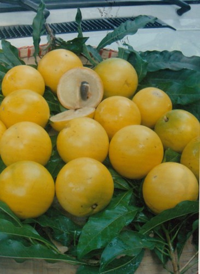 Cây lưỡng tính từng mọc dại khắp rừng, nay thành mỏ vàng bán 1 triệu/kg quả-8