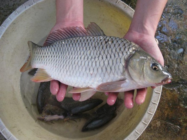 Bí quyết chọn cá ngon con nào cũng tươi nguyên khiến món ăn đậm đà, chuẩn vị-1