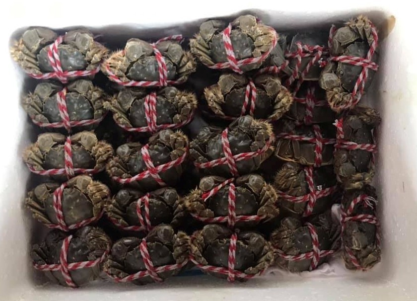 Đặc sản giới thượng lưu Trung Quốc, ở Việt Nam tràn chợ 45 ngàn/con-3