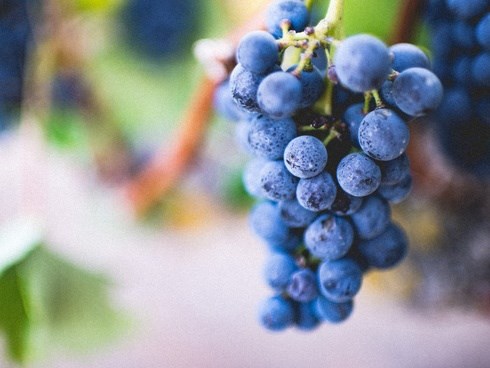 10 loại trái cây tốt cho từng bộ phận cơ thể