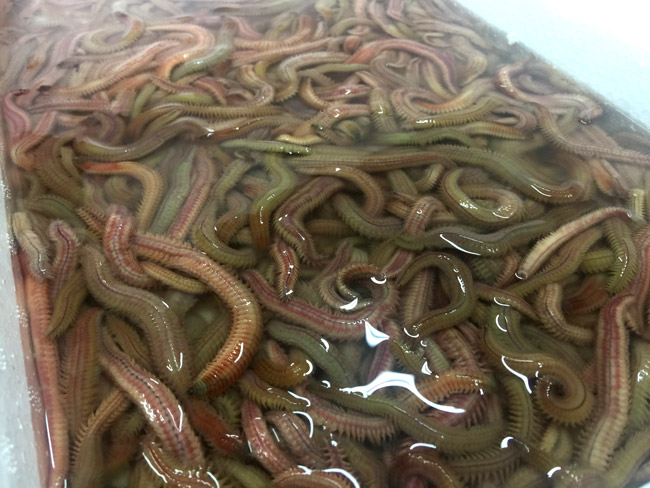 Thâm nhập kho hàng lộc trời lớn nhất miền Bắc-4