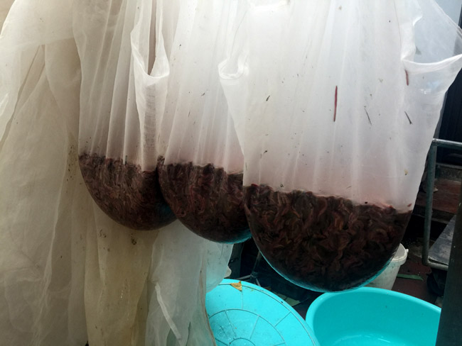 Thâm nhập kho hàng lộc trời lớn nhất miền Bắc-5