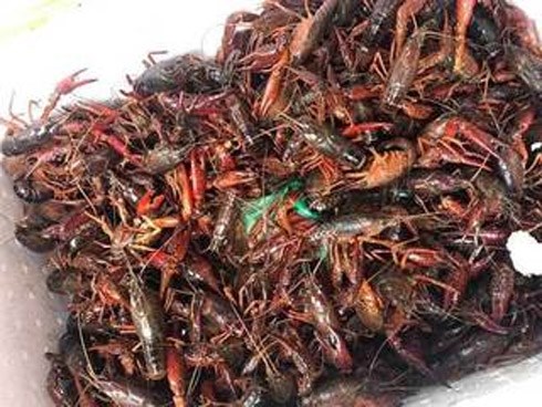 Loại hải sản giá rẻ gây sốt, giật mình khi biết nguồn gốc đáng sợ