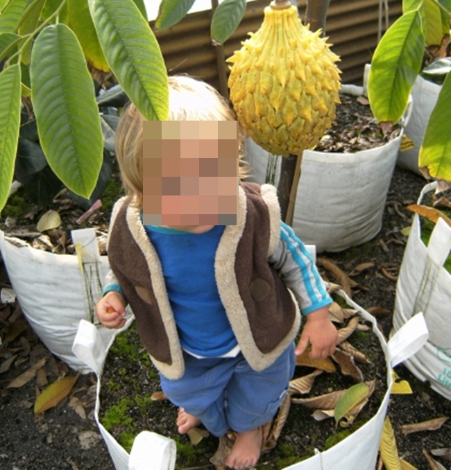 Quả xấu xí chẳng ai nghĩ là mỏ tiền, nay bán vài trăm nghìn/kg hốt bạc mỏi tay-3