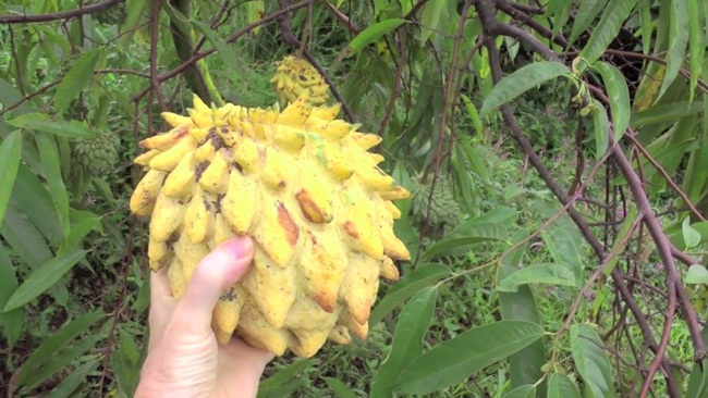 Quả xấu xí chẳng ai nghĩ là mỏ tiền, nay bán vài trăm nghìn/kg hốt bạc mỏi tay-7