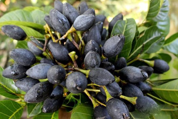 Loại quả đen xì, xấu xí nhưng giá đắt hơn thịt: Nấu gì cũng ngon lại có công dụng chữa được đủ thứ bệnh-1