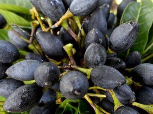 Loại quả đen xì, xấu xí nhưng giá đắt hơn thịt: Nấu gì cũng ngon lại có công dụng chữa được đủ thứ bệnh