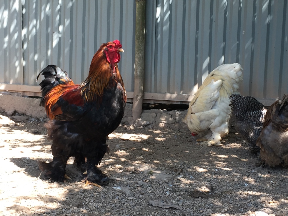 Chiêm ngưỡng giống gà kỳ lân khổng lồ chân 5 ngón, giá tiền triệu ở Việt Nam-1