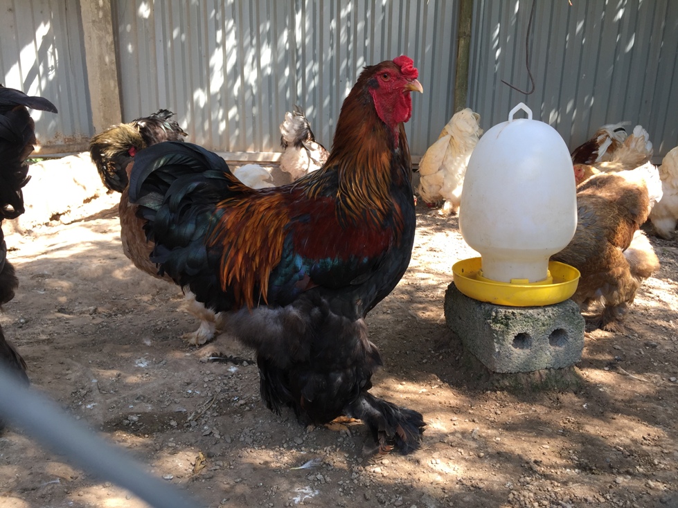 Chiêm ngưỡng giống gà kỳ lân khổng lồ chân 5 ngón, giá tiền triệu ở Việt Nam-2