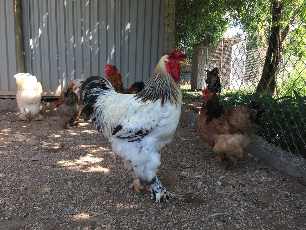 Chiêm ngưỡng giống gà kỳ lân khổng lồ chân 5 ngón, giá tiền triệu ở Việt Nam-3