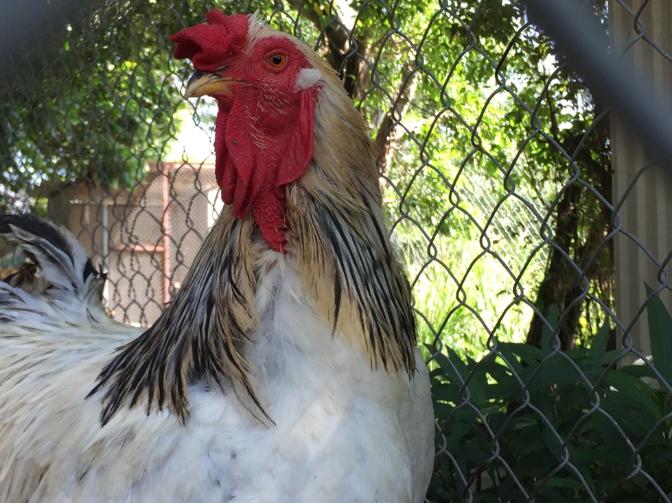 Chiêm ngưỡng giống gà kỳ lân khổng lồ chân 5 ngón, giá tiền triệu ở Việt Nam-5