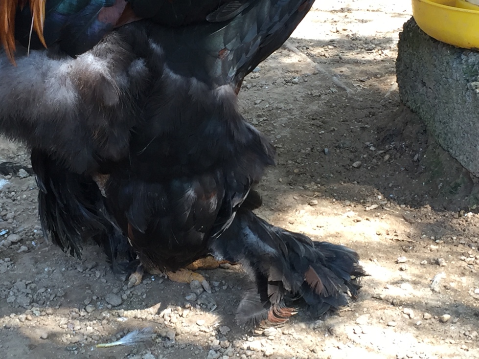 Chiêm ngưỡng giống gà kỳ lân khổng lồ chân 5 ngón, giá tiền triệu ở Việt Nam-7