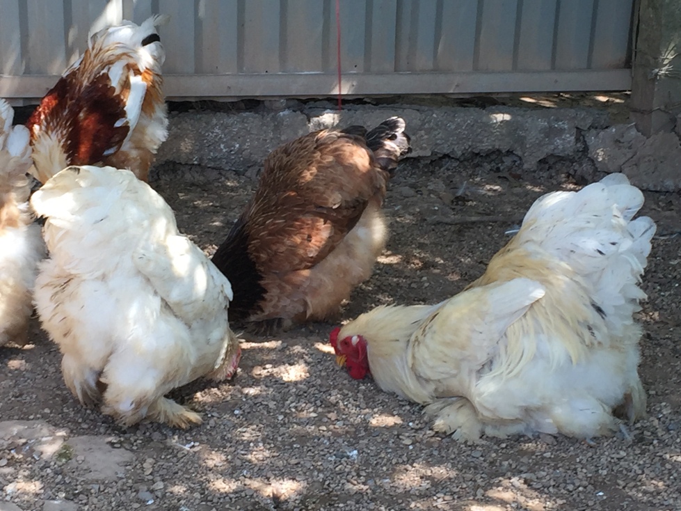 Chiêm ngưỡng giống gà kỳ lân khổng lồ chân 5 ngón, giá tiền triệu ở Việt Nam-9