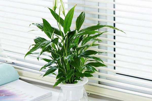 Các loại cây thủy sinh để bàn hút tài lộc, đặt đâu tiền chảy ào ào về đó-7