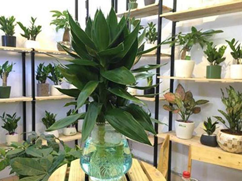 Giấu vợ trồng cỏ, nuôi rêu, thú chơi tốn cả trăm triệu đồng-3