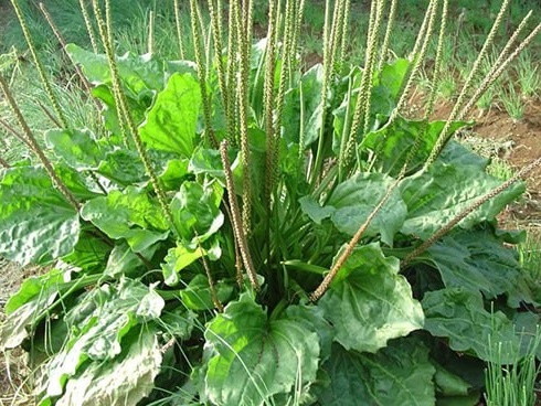 11 bệnh có thể ngừa chỉ nhờ ăn một quả lê mỗi ngày, thuốc quý cũng chưa chắc tốt bằng-7