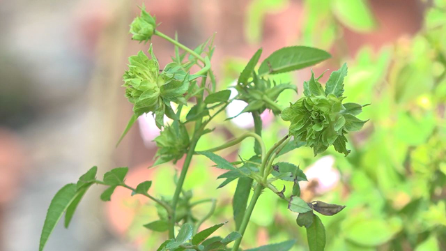 Đồng Tháp: Phát sốt với loài hoa hồng xanh được ví là hồng bất tử-1