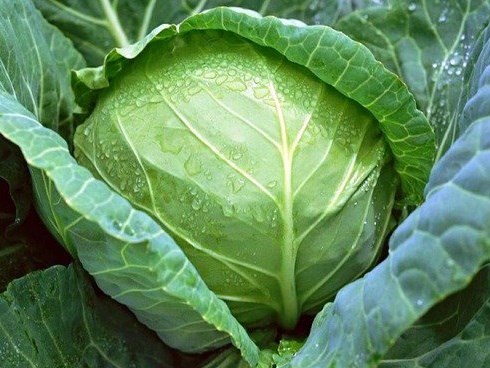 Bắp cải: Cực tốt và cực độc, biết mà tránh khi ăn kẻo 