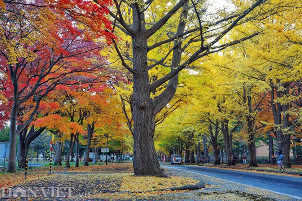Hình ảnh mùa thu vàng tuyệt đẹp trên hòn đảo Hokkaido-3