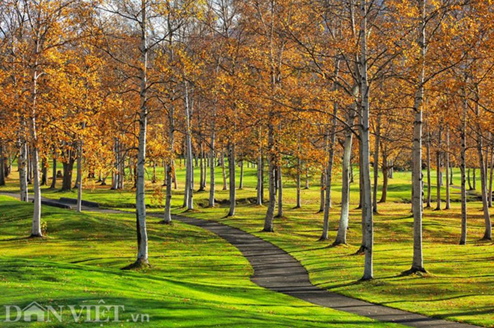 Hình ảnh mùa thu vàng tuyệt đẹp trên hòn đảo Hokkaido-4