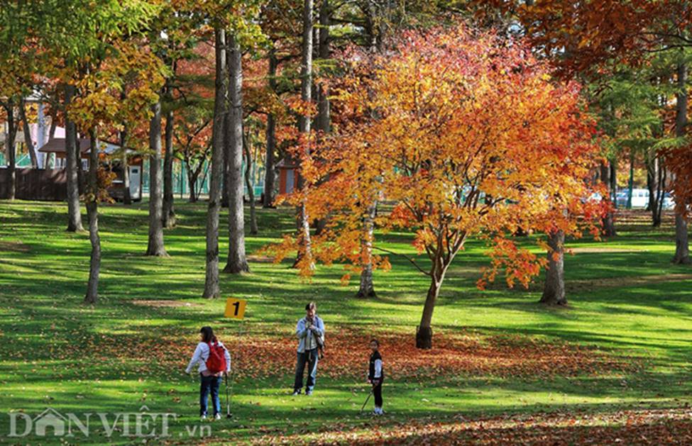 Hình ảnh mùa thu vàng tuyệt đẹp trên hòn đảo Hokkaido-6