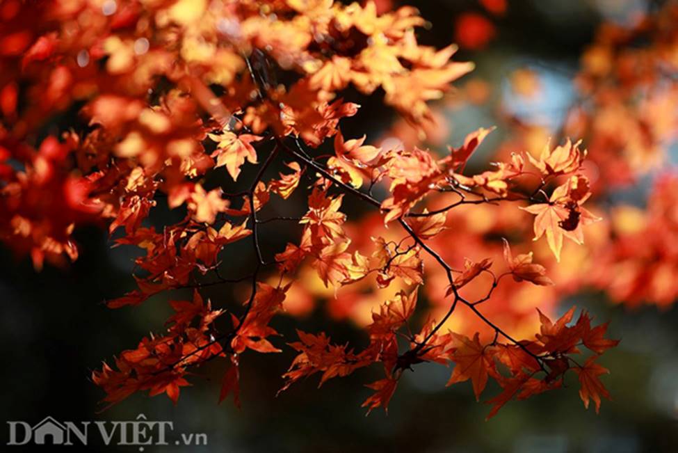 Hình ảnh mùa thu vàng tuyệt đẹp trên hòn đảo Hokkaido-7