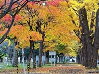Hình ảnh mùa thu vàng tuyệt đẹp trên hòn đảo Hokkaido