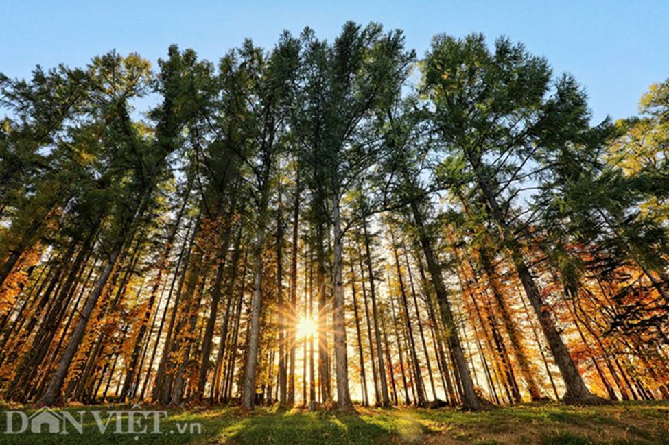 Hình ảnh mùa thu vàng tuyệt đẹp trên hòn đảo Hokkaido-11