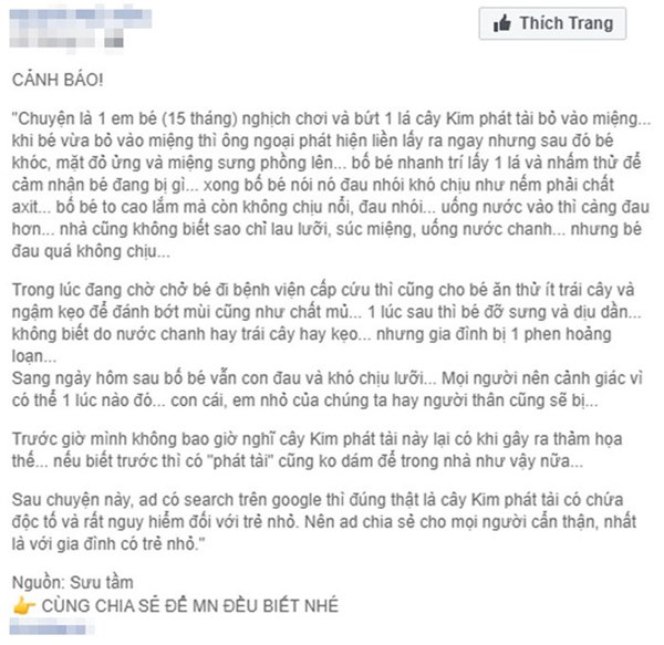 Bé 15 tháng tuổi nguy kịch sau khi cho lá kim tiền vào miệng, chuyên gia cảnh báo gia đình nào trồng cây phải cực chú ý!-1