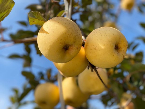 Táo màu lạ của Trung Quốc, giá cao gấp 10 lần vẫn hút hồn” khách Việt-2