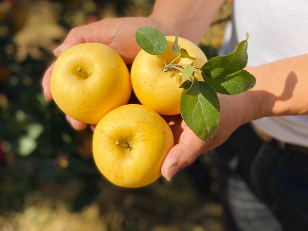 Táo màu lạ của Trung Quốc, giá cao gấp 10 lần vẫn hút hồn” khách Việt-3