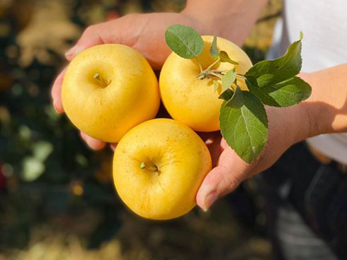 Chị em phấn khích với giống táo vỏ đỏ, ruột cũng đỏ mà lại không phải là quả biến đổi gen-9