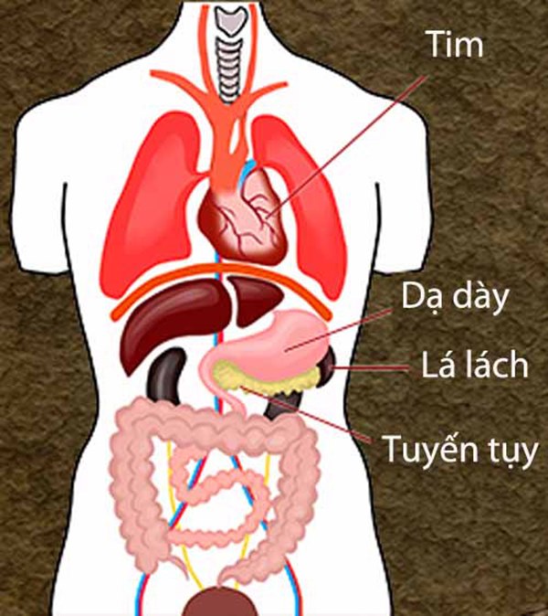 Điều khiến Tim, Gan, Lách, Phổi, Thận sợ nhất: Người nào biết bảo vệ thì thân vô bệnh-3