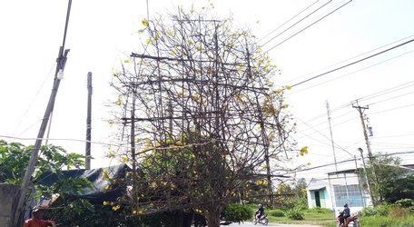 Cây mai hình quạt ba tiêu khổng lồ giá gần 1 tỉ độc nhất miền Tây-1