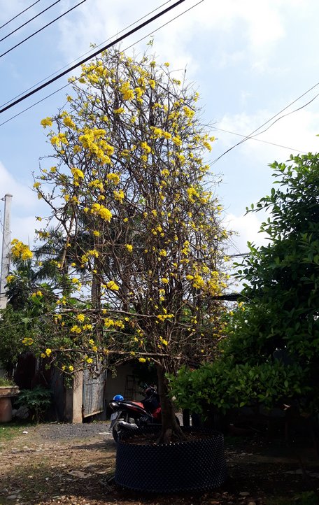 Cây mai hình quạt ba tiêu khổng lồ giá gần 1 tỉ độc nhất miền Tây-2