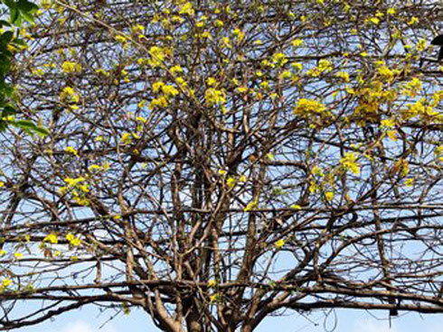 Mai vàng trăm tuổi gốc dát vàng, trả 2 tỷ đồng chưa bán-10