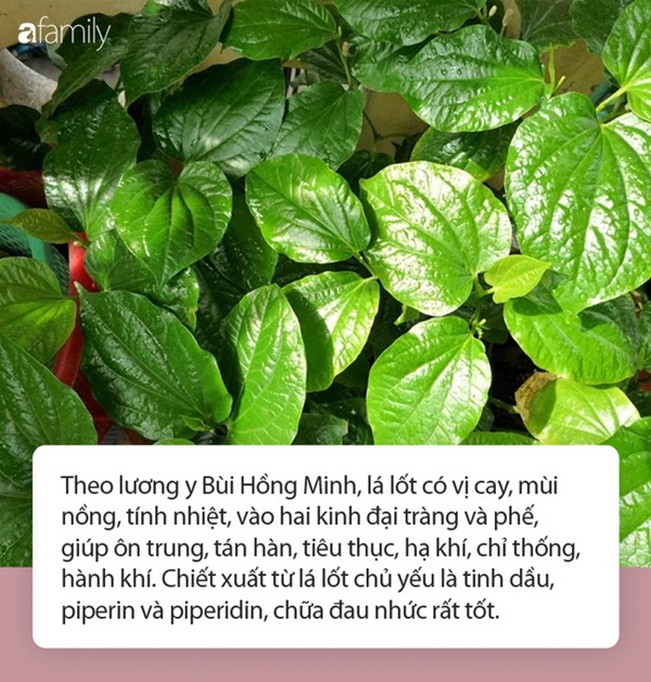 Ăn lá lốt chữa đau nhức xương khớp nhưng cần lưu ý điều gì khi ăn?-1