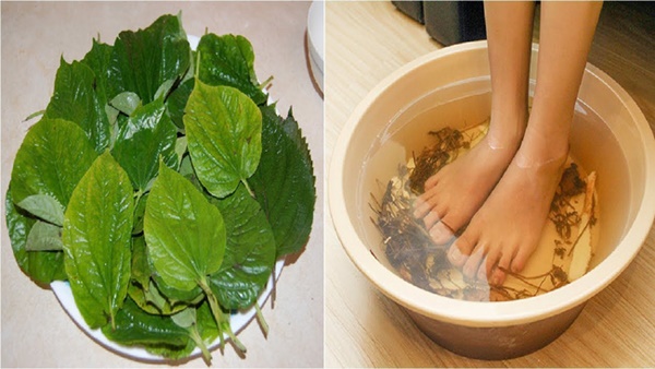 Ăn lá lốt chữa đau nhức xương khớp nhưng cần lưu ý điều gì khi ăn?-4