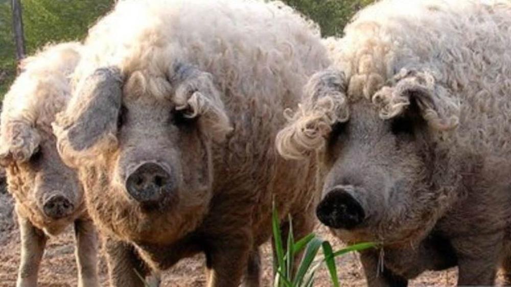 3 loài lợn quái vật: Loại như cừu, có vòi, dáng dị chưa từng thấy-1