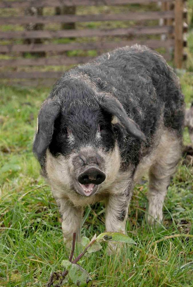 3 loài lợn quái vật: Loại như cừu, có vòi, dáng dị chưa từng thấy-3