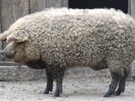 3 loài lợn 'quái vật': Loại như cừu, có vòi, dáng dị chưa từng thấy