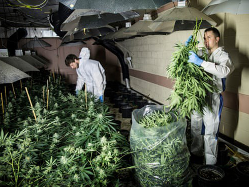 Video: Cần sa đội lốt kẹo mút, tràn lan trên thị trường-1