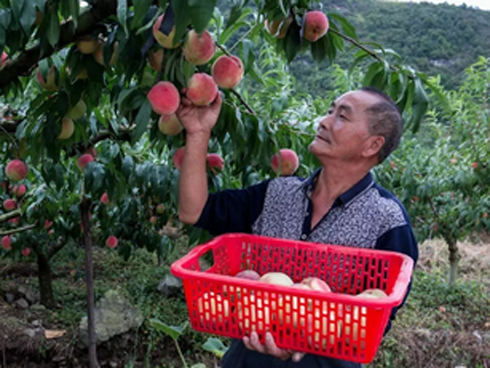 Người đàn ông bị ung thư gan chỉ vì thường xuyên uống trà xanh theo cách này-5