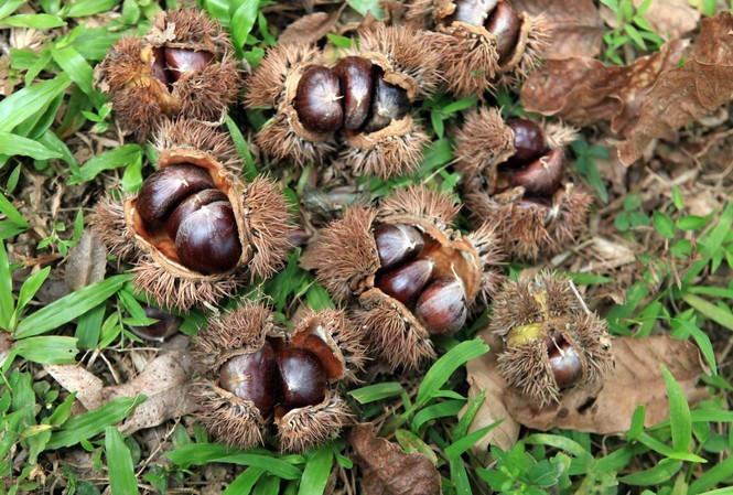 Hạt dẻ Trùng Khánh khác loại bán ở Hà Nội, Cao Bằng không đủ bán-1