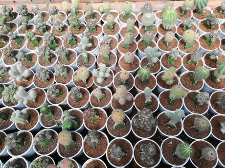 Bộ sưu tập xương rồng cả nghìn loại cực quý hiếm và đắt ở miền Tây-4