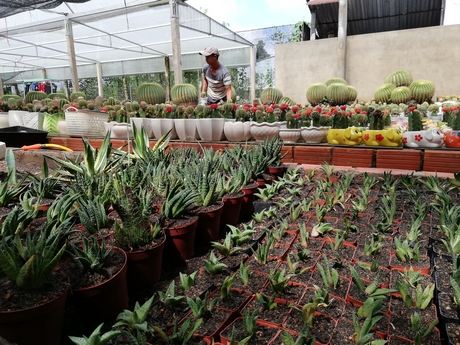 Bộ sưu tập xương rồng cả nghìn loại cực quý hiếm và đắt ở miền Tây-5