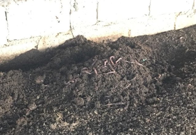 Cất bằng kỹ sư cơ khí, 8X về quê nghịch phân bò, lời 50 triệu/tháng-4